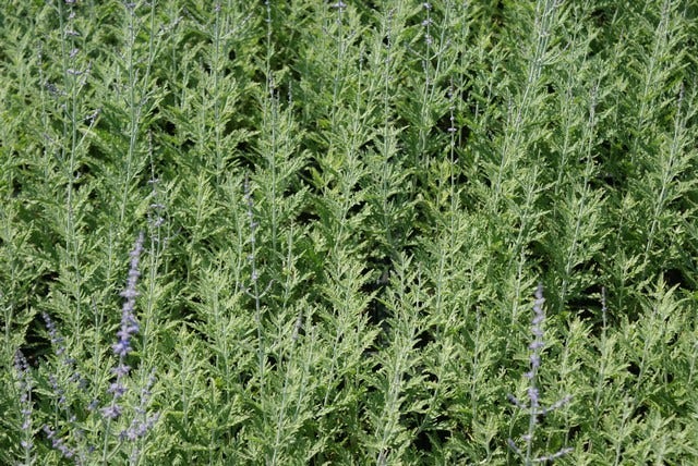  Reuzenlavendel (Perovskia Atriplicifolia 'Blue Spire')
