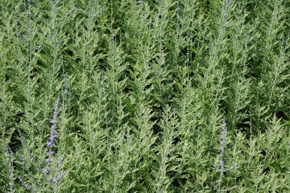  Reuzenlavendel (Perovskia Atriplicifolia 'Blue Spire')
