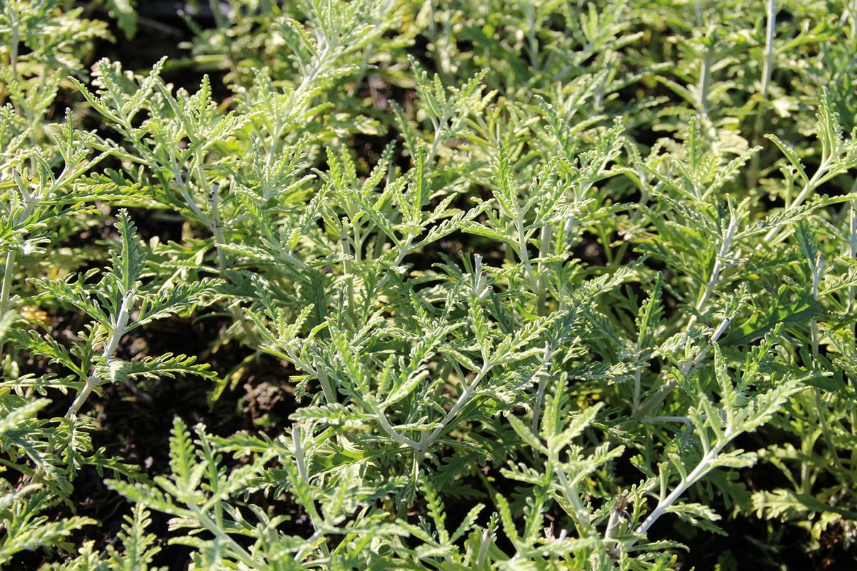  Reuzenlavendel (Perovskia Atriplicifolia 'Blue Spire')