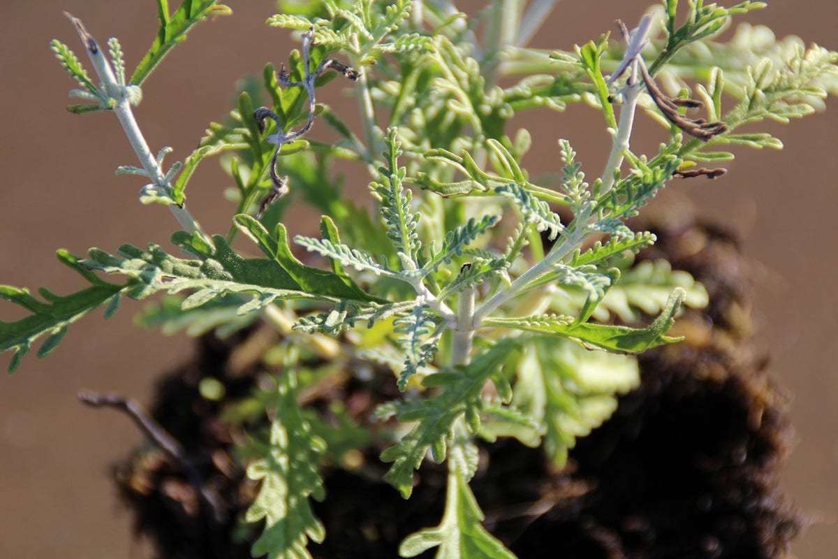  Reuzenlavendel (Perovskia Atriplicifolia 'Blue Spire')