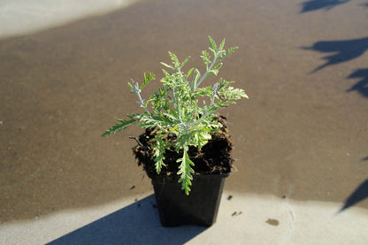  Reuzenlavendel (Perovskia Atriplicifolia 'Blue Spire')