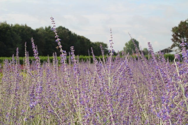  Reuzenlavendel (Perovskia Atriplicifolia 'Little Spire')