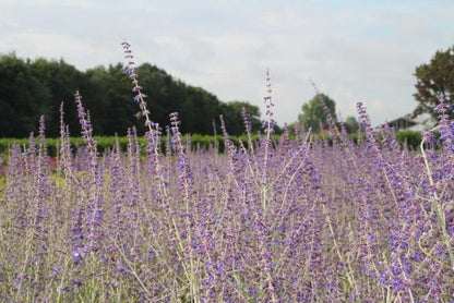  Reuzenlavendel (Perovskia Atriplicifolia 'Little Spire')