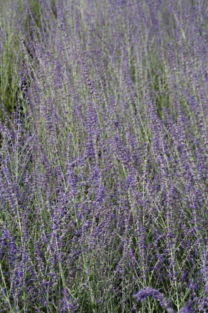  Reuzenlavendel (Perovskia Atriplicifolia 'Little Spire')