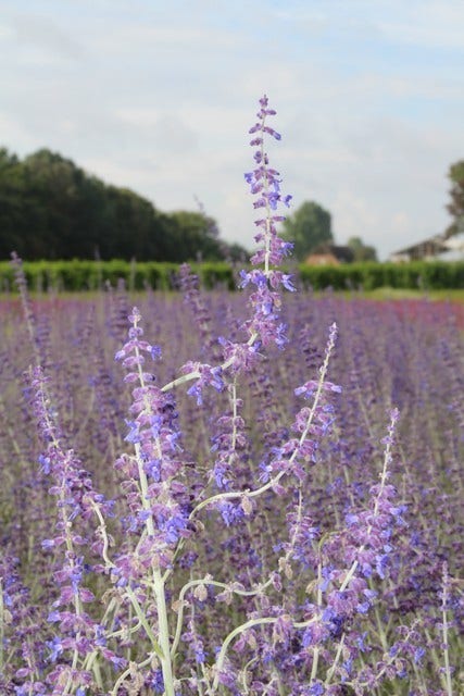  Reuzenlavendel (Perovskia Atriplicifolia 'Little Spire')