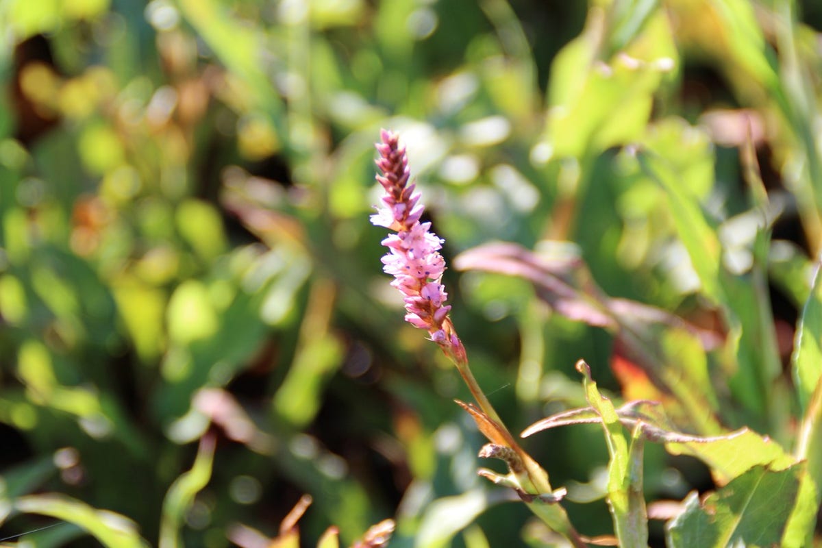  Duizendknoop (Persicaria Amplexicaulis 'Pink Elephant')