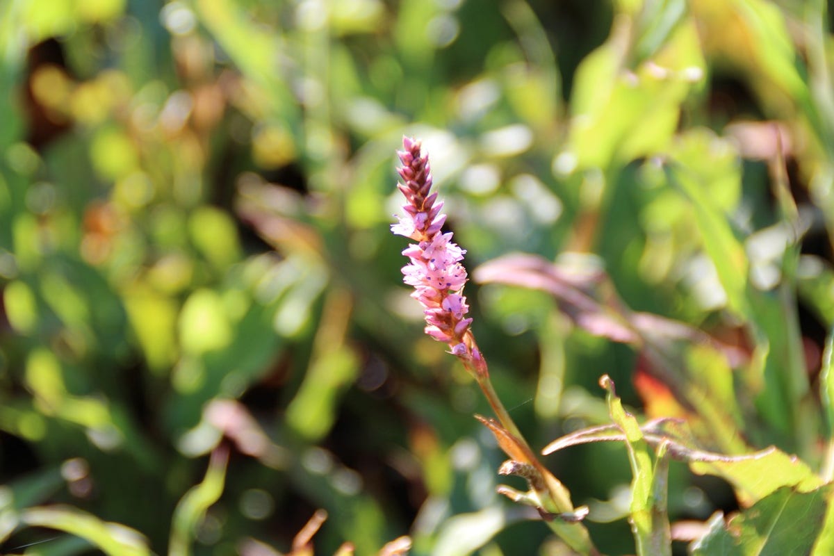  Duizendknoop (Persicaria Amplexicaulis 'Pink Elephant')