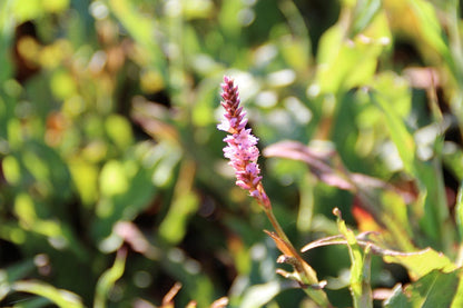  Duizendknoop (Persicaria Amplexicaulis 'Pink Elephant')
