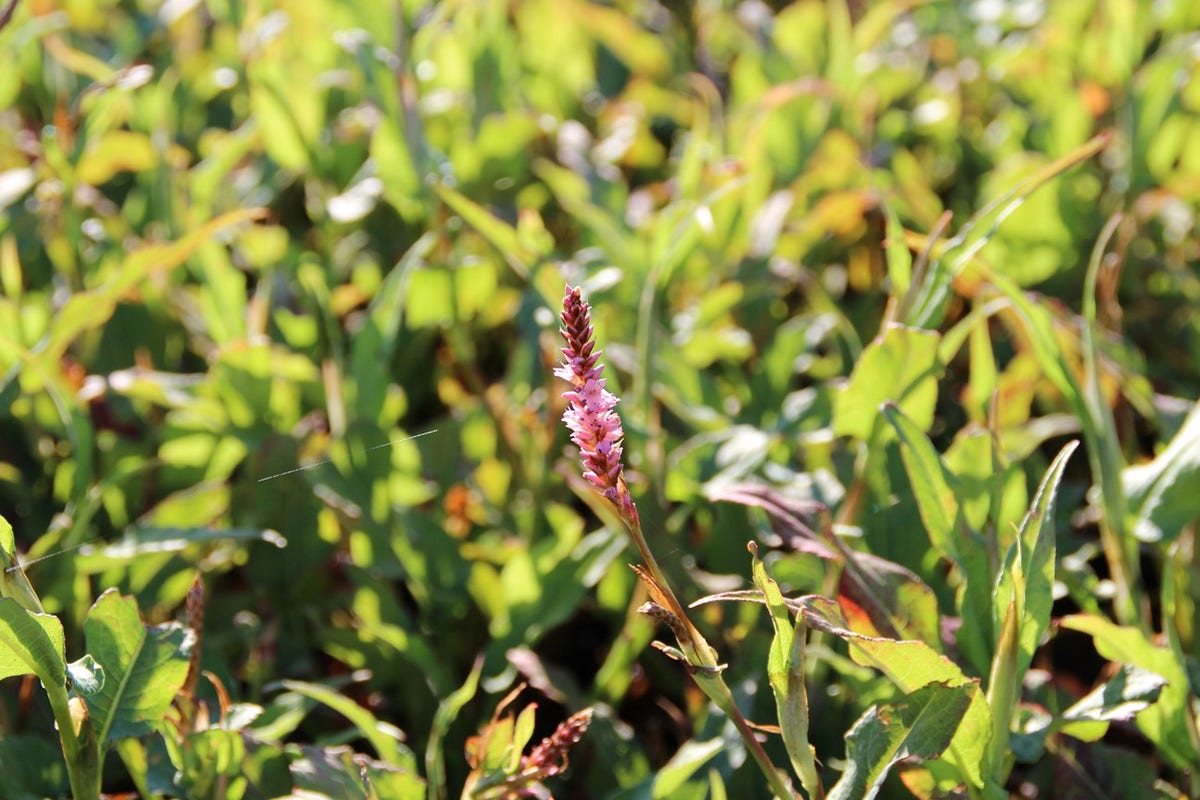  Duizendknoop (Persicaria Amplexicaulis 'Pink Elephant')