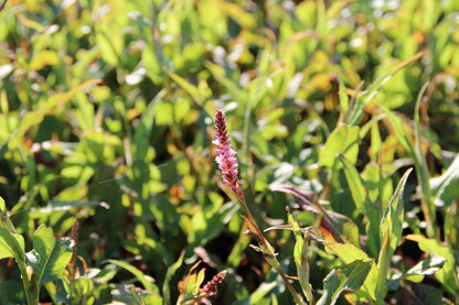  Duizendknoop (Persicaria Amplexicaulis 'Pink Elephant')