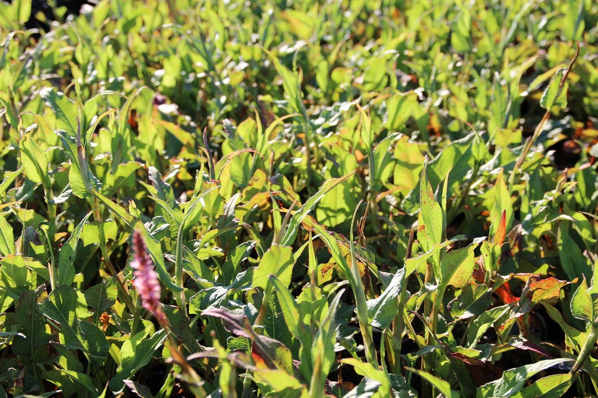  Duizendknoop (Persicaria Amplexicaulis 'Pink Elephant')