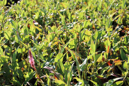  Duizendknoop (Persicaria Amplexicaulis 'Pink Elephant')