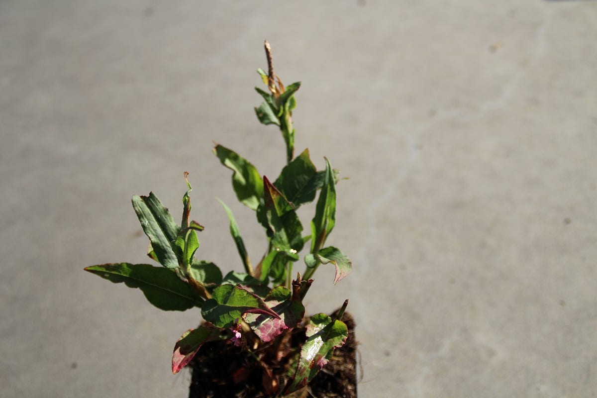  Duizendknoop (Persicaria Amplexicaulis 'Pink Elephant')