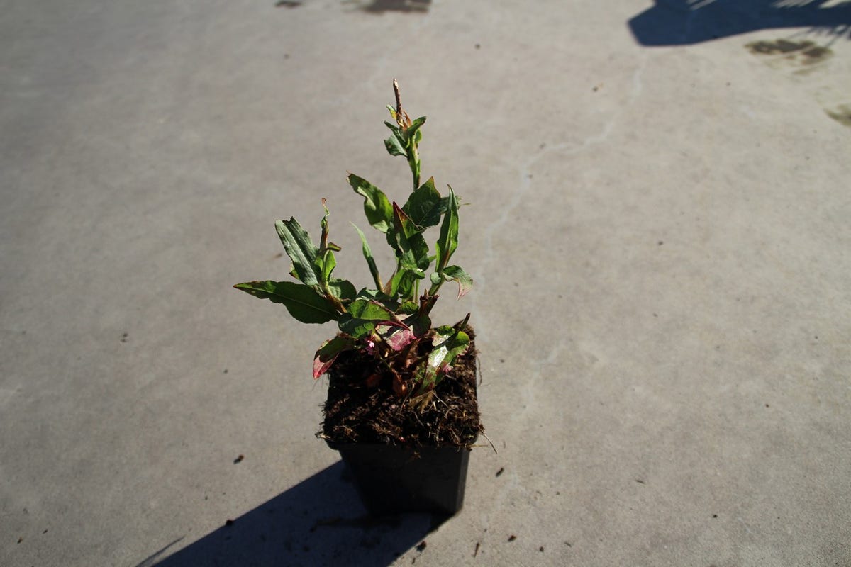  Duizendknoop (Persicaria Amplexicaulis 'Pink Elephant')