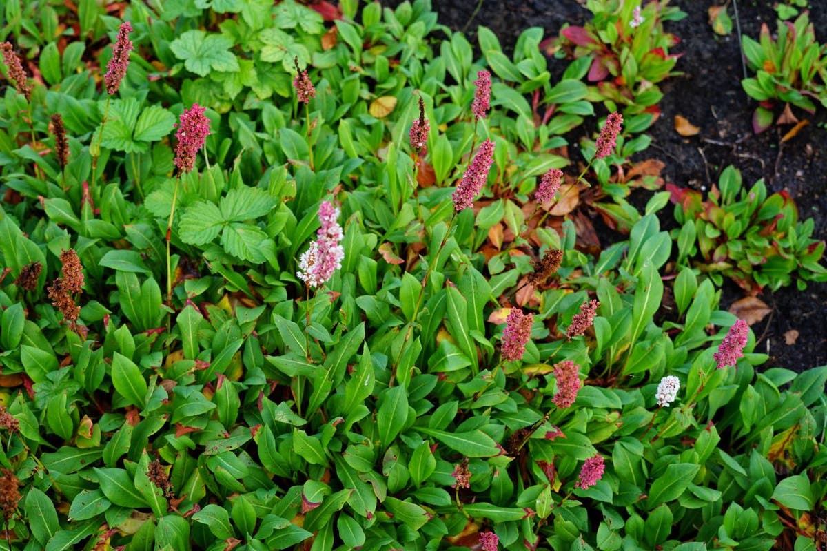  Duizendknoop (Persicaria Affinis 'Darjeeling Red')