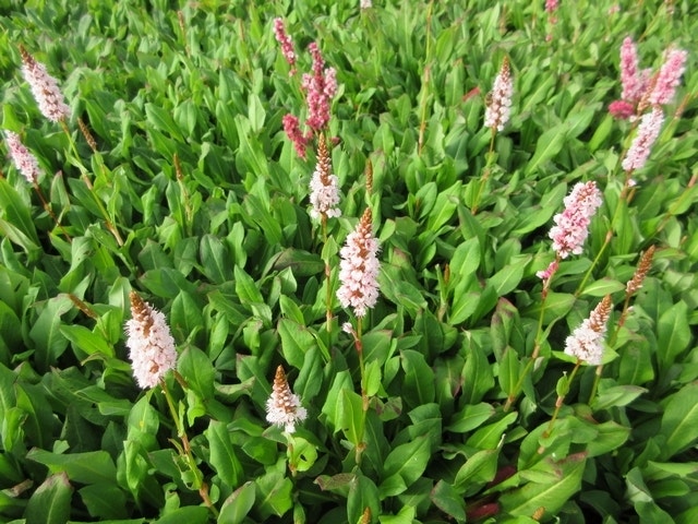  Duizendknoop (Persicaria Affinis 'Kabouter')