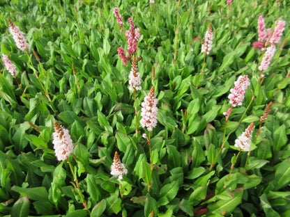  Duizendknoop (Persicaria Affinis 'Kabouter')