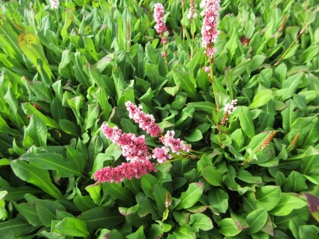  Duizendknoop (Persicaria Affinis 'Kabouter')