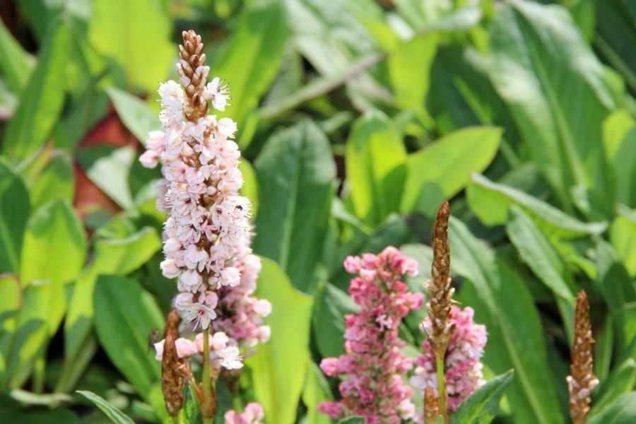  Duizendknoop (Persicaria Affinis 'Kabouter')
