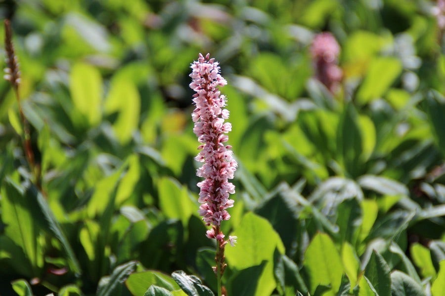  Duizendknoop (Persicaria Affinis 'Kabouter')