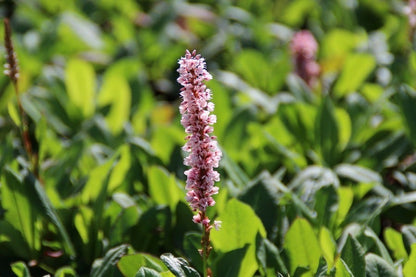  Duizendknoop (Persicaria Affinis 'Kabouter')