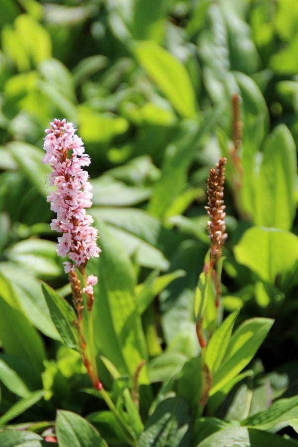  Duizendknoop (Persicaria Affinis 'Kabouter')