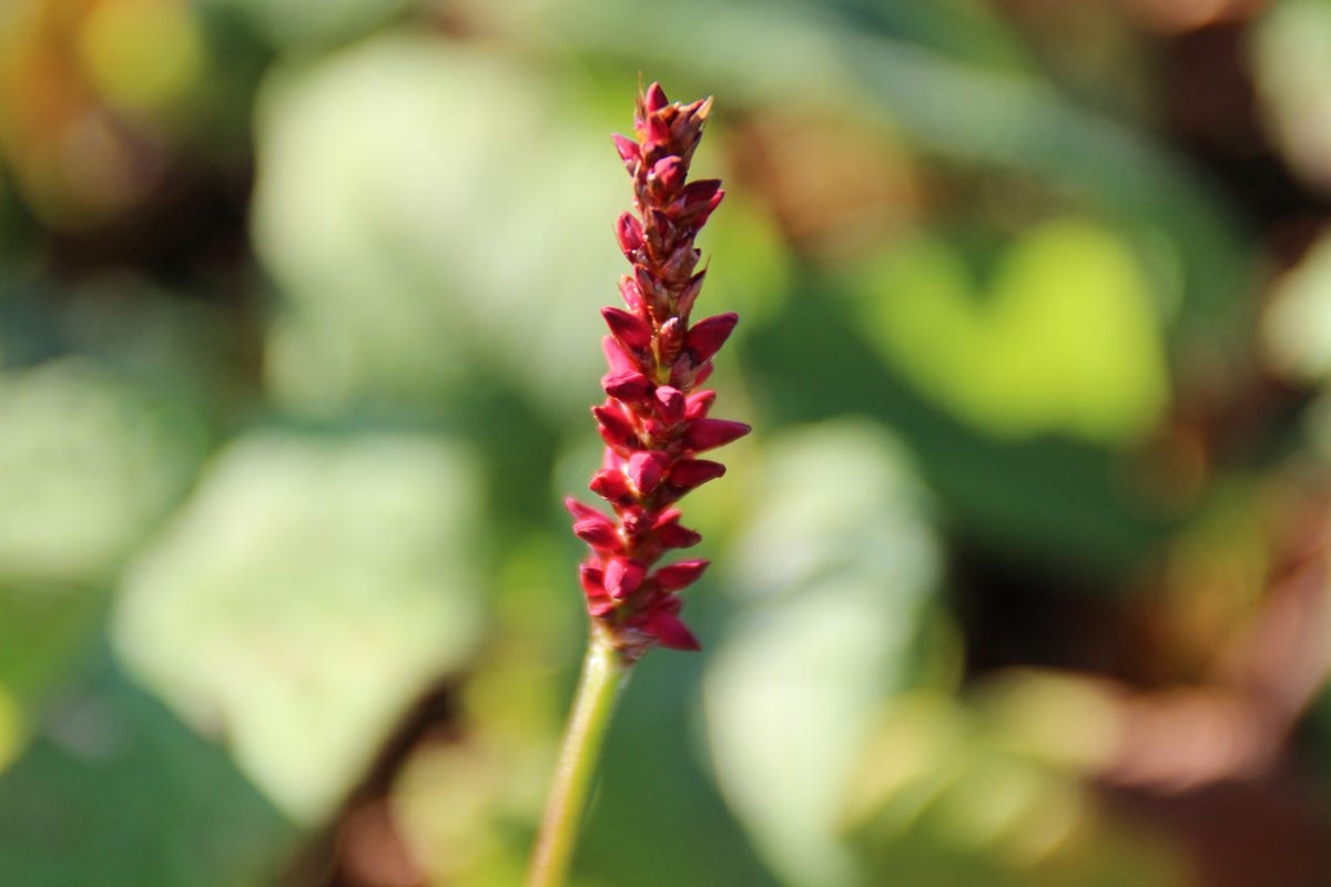  Duizendknoop (Persicaria Amplexicaulis 'Fat Domino')