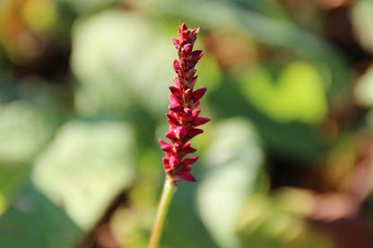  Duizendknoop (Persicaria Amplexicaulis 'Fat Domino')