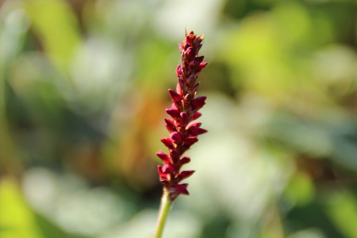  Duizendknoop (Persicaria Amplexicaulis 'Fat Domino')