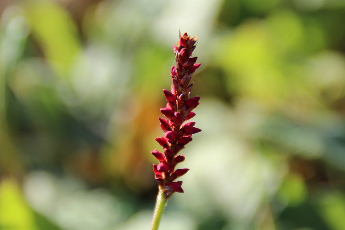  Duizendknoop (Persicaria Amplexicaulis 'Fat Domino')