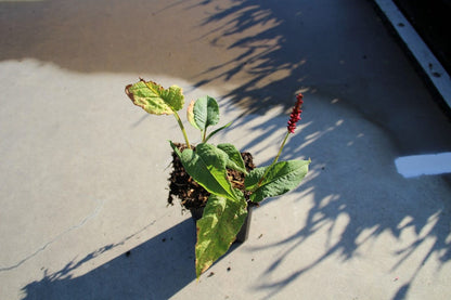  Duizendknoop (Persicaria Amplexicaulis 'Fat Domino')