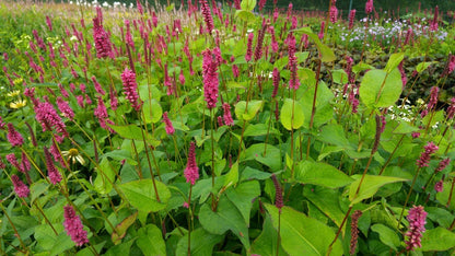  Duizendknoop (Persicaria Amplexicaulis 'Fat Domino')
