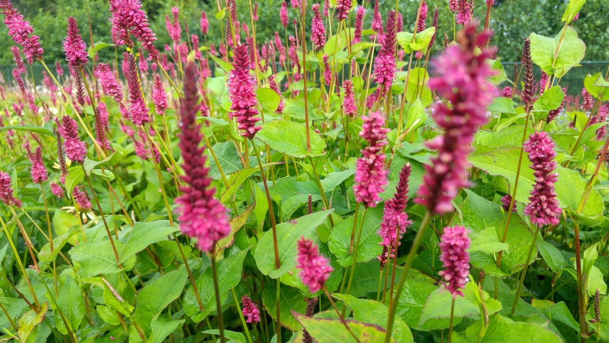  Duizendknoop (Persicaria Amplexicaulis 'Fat Domino')