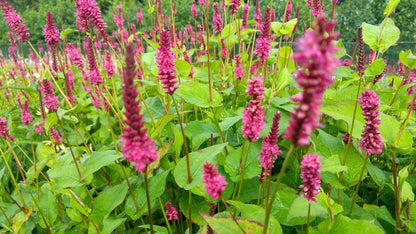  Duizendknoop (Persicaria Amplexicaulis 'Fat Domino')