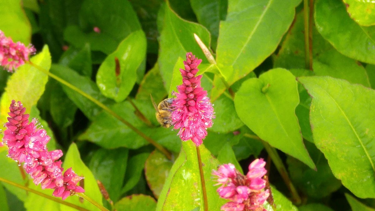 Duizendknoop (Persicaria Amplexicaulis 'Fat Domino')