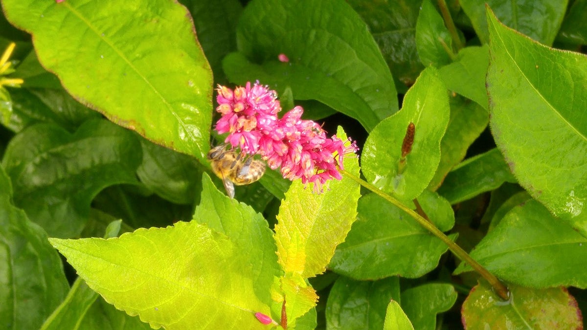 Duizendknoop (Persicaria Amplexicaulis 'Fat Domino')