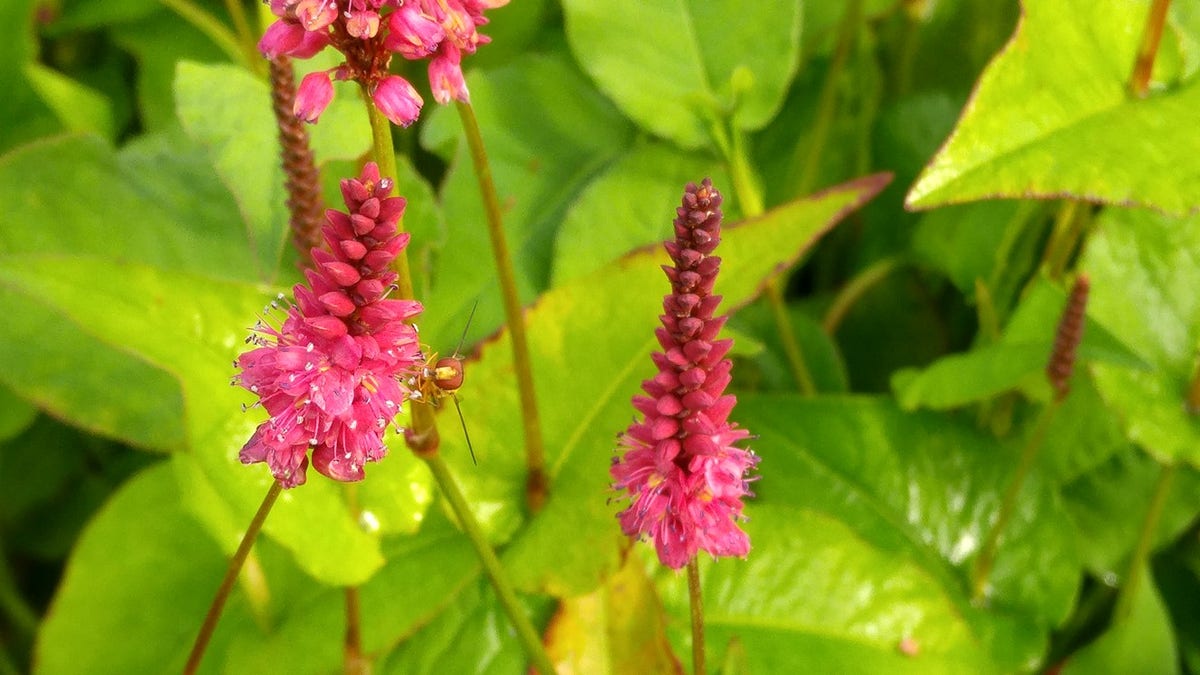  Duizendknoop (Persicaria Amplexicaulis 'Fat Domino')