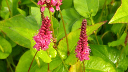  Duizendknoop (Persicaria Amplexicaulis 'Fat Domino')