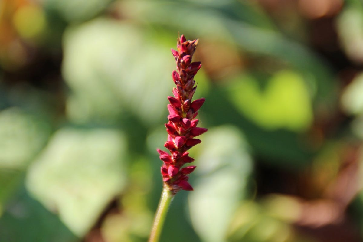  Duizendknoop (Persicaria Amplexicaulis 'Fat Domino')