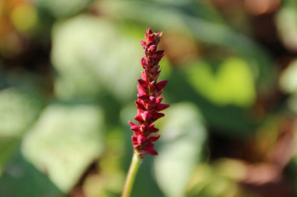  Duizendknoop (Persicaria Amplexicaulis 'Fat Domino')