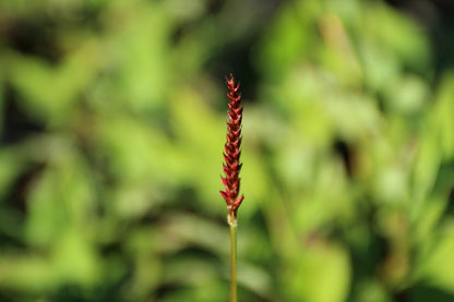  Duizendknoop (Persicaria Amplexicaulis 'JS Delgado Macho')