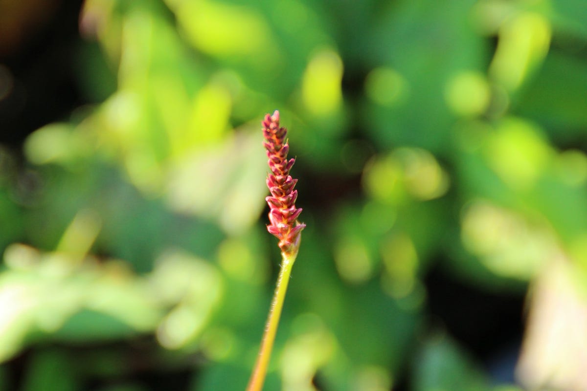  Duizendknoop (Persicaria Amplexicaulis 'JS Delgado Macho')
