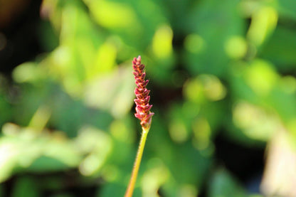  Duizendknoop (Persicaria Amplexicaulis 'JS Delgado Macho')