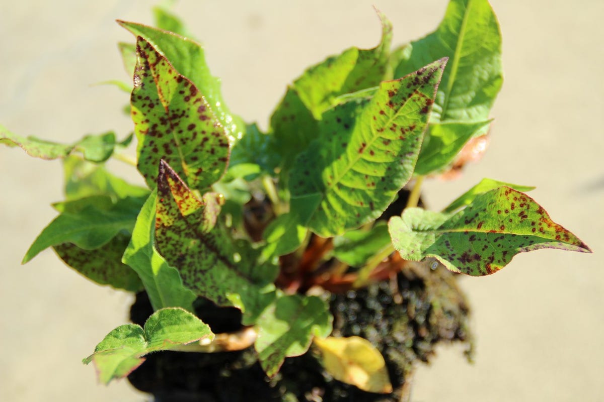  Duizendknoop (Persicaria Amplexicaulis 'JS Delgado Macho')