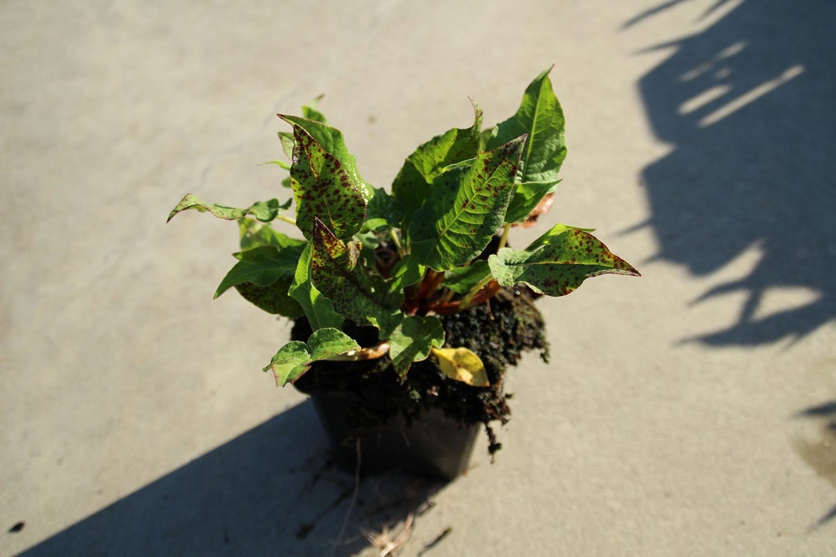  Duizendknoop (Persicaria Amplexicaulis 'JS Delgado Macho')