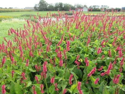  Duizendknoop (Persicaria Amplexicaulis)