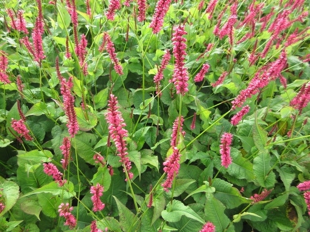  Duizendknoop (Persicaria Amplexicaulis)