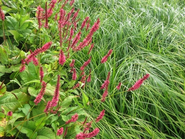  Duizendknoop (Persicaria Amplexicaulis)