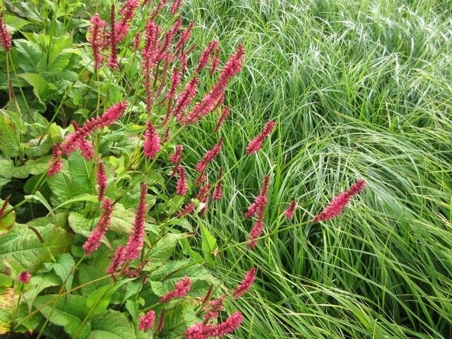  Borderpakket Jungle Border