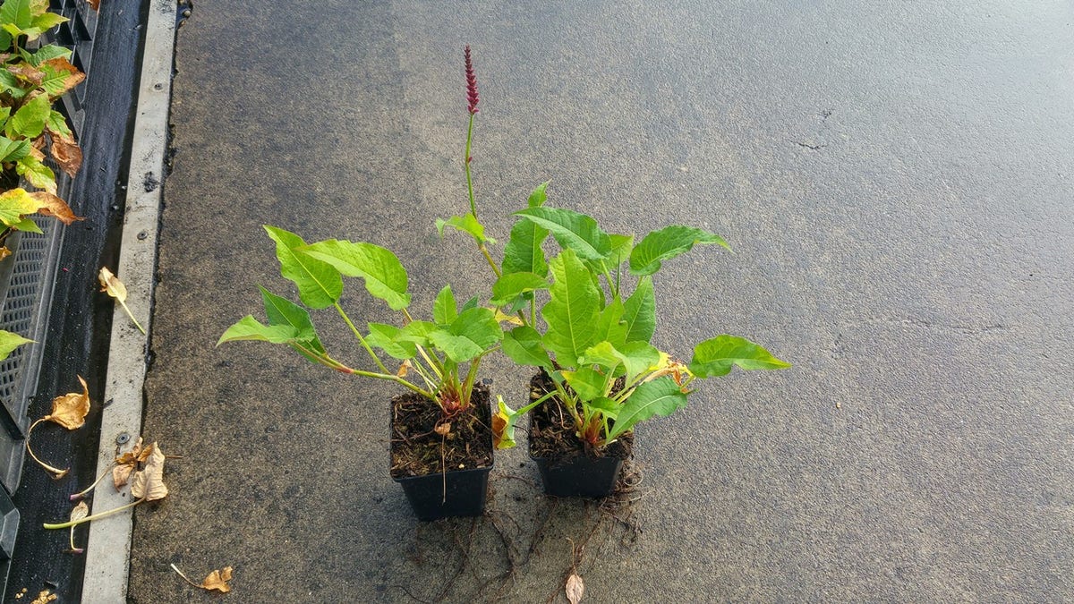  Duizendknoop (Persicaria Amplexicaulis)